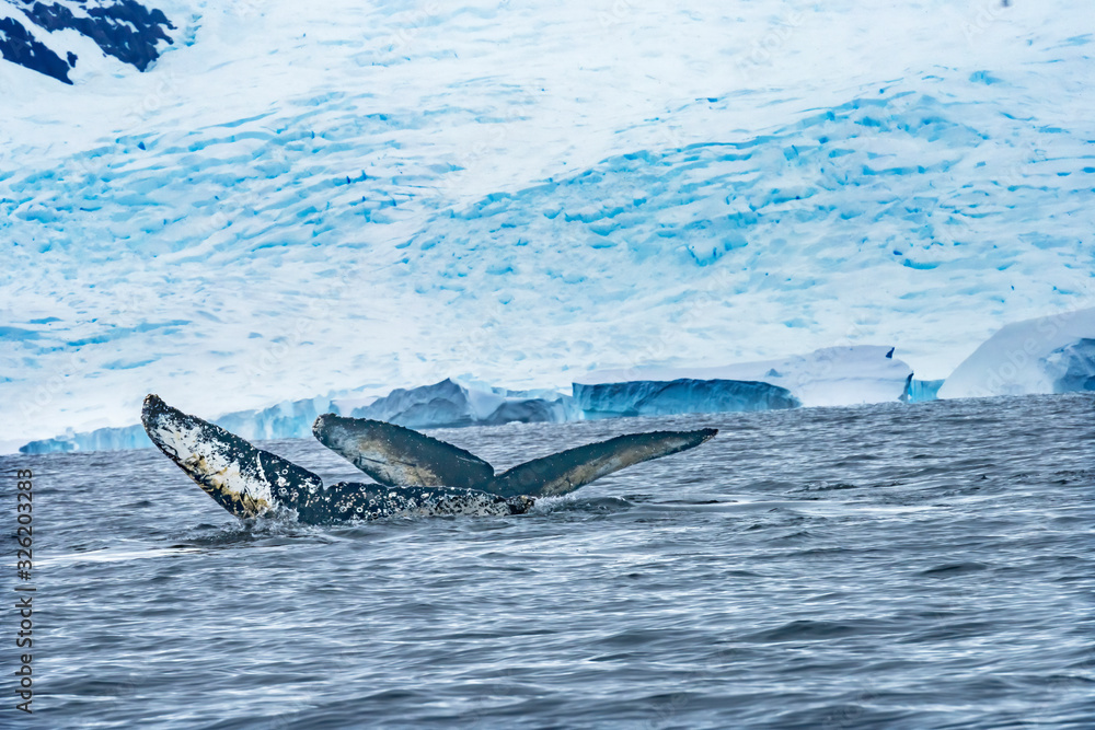 Fototapeta premium Two Humpback Whales Blue Iceberg Water Charlotte Harbor Antarctica