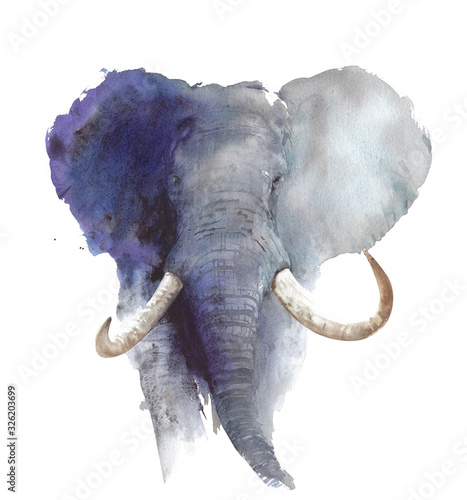 Elephant head portrait African wildlife endangered specie safari animal watercolor painting illustration isolated on white background