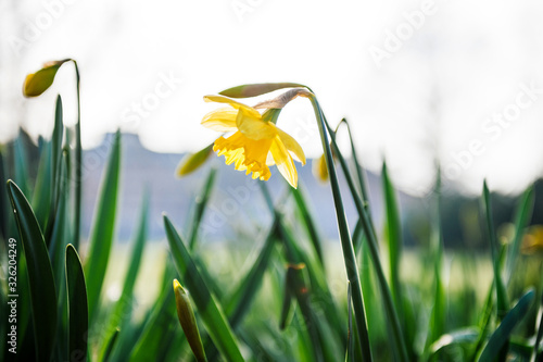 Beautiful yellow fresh daffodil flower low angle view in green morning park