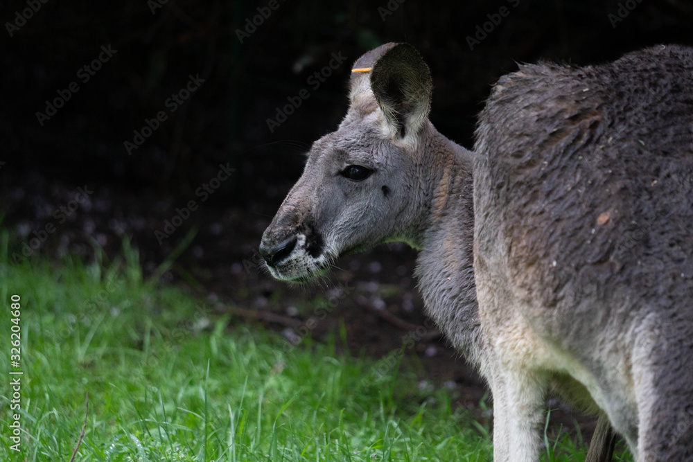 Fototapeta premium Kängeru