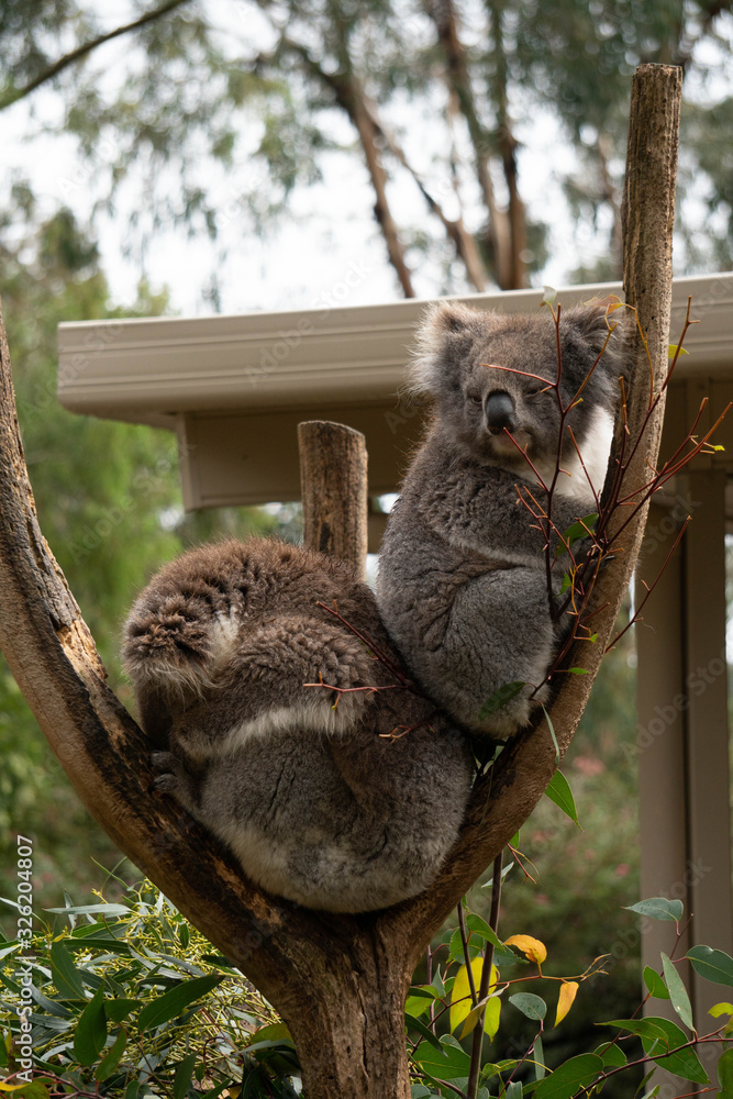 Fototapeta premium Koala