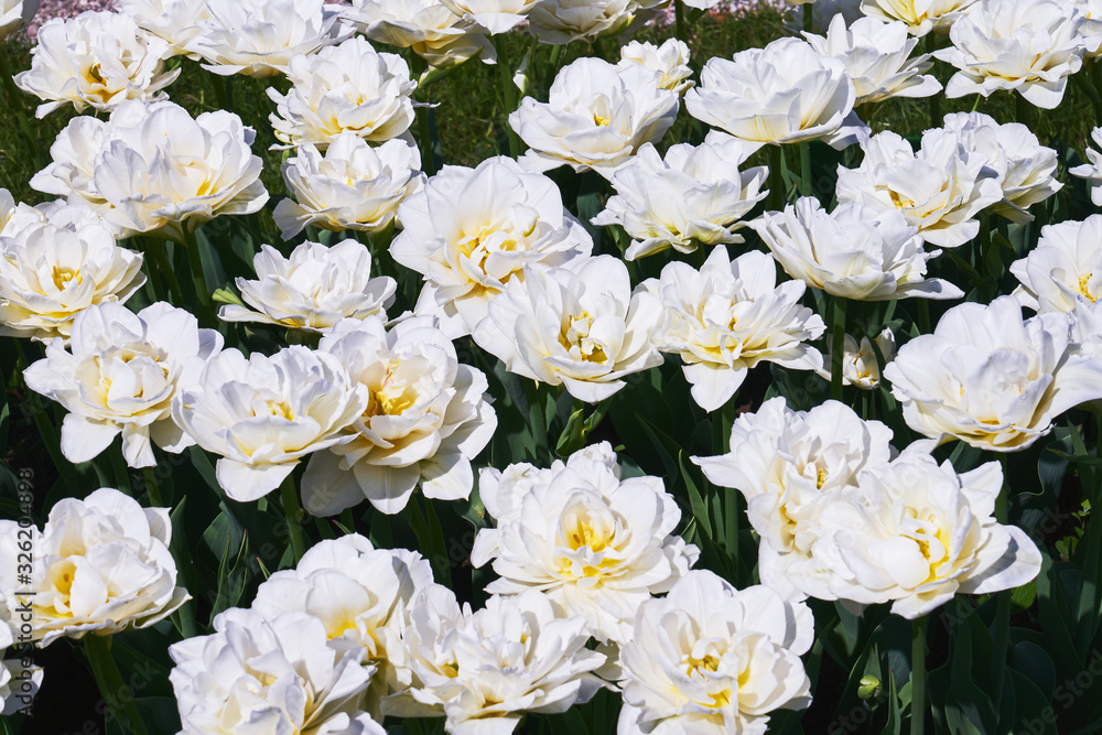 White tulip flowers blooming in a tulip field at sunset. Top view. Nature White tulip flowers blooming in a tulip field at sunset. Top view. Nature