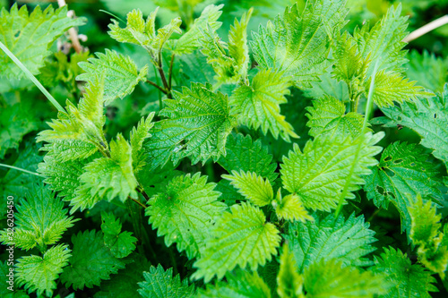 Overhead view of vivid green fresh in spring forest leaves of common nettle