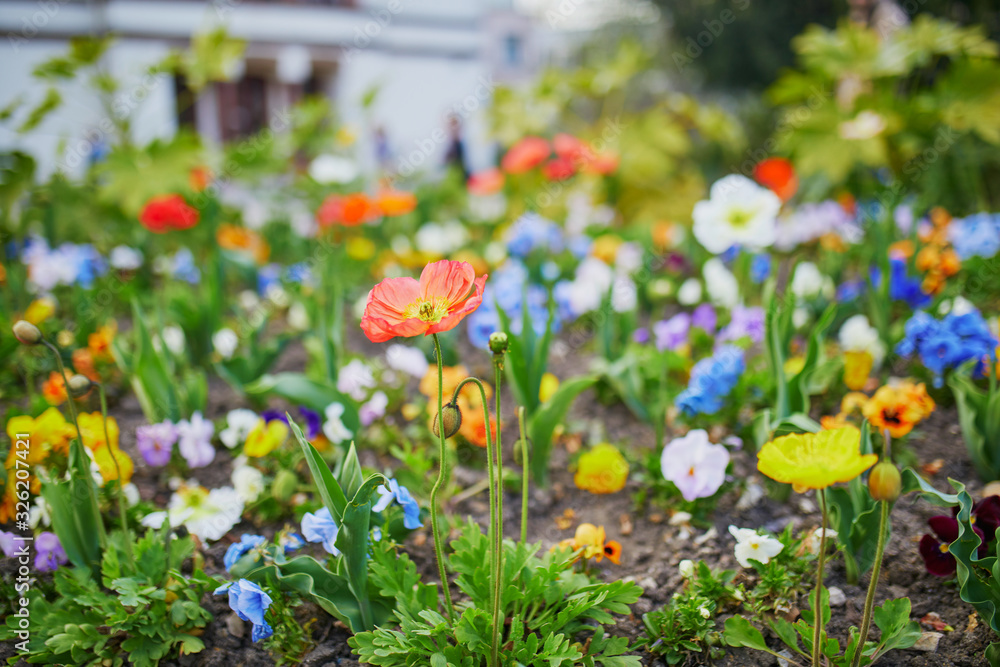 Mix of different sorts of poppy flowers