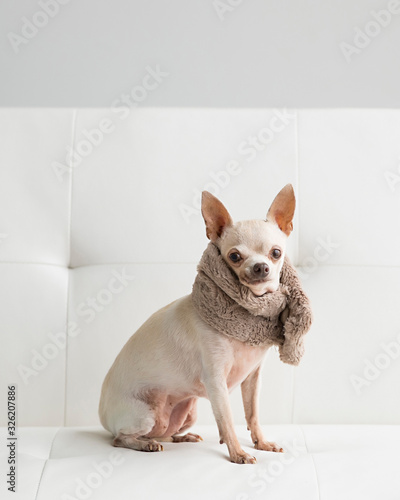 wrinkled older chihuahua poses like a movie star with a fur stole on the white futon photo