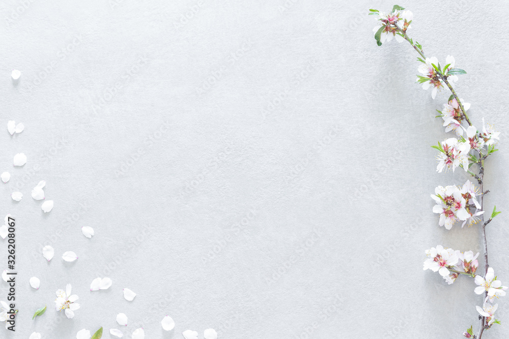 Fototapeta premium Almond tree flowers composition on gray background