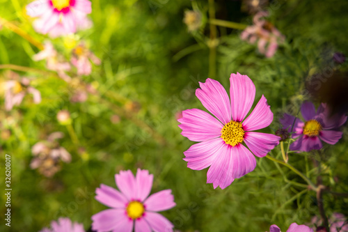  Beautiful Cosmos flowers in garden. Nature background.