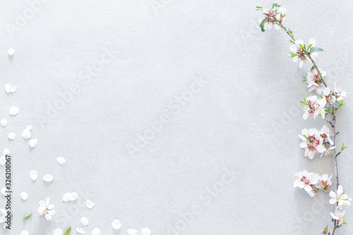 Almond tree flowers composition on gray background