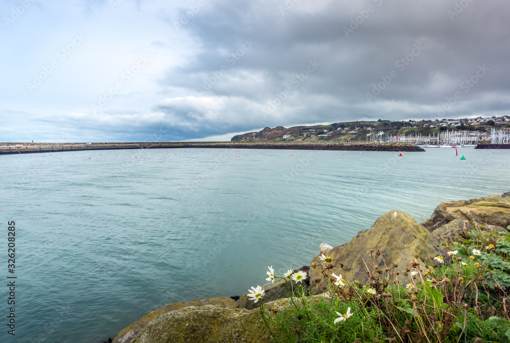 White flowers on viewpoint in Howth harbour with yachts anchored in marina. Stormy clouds in Howth harbour, Dublin, Ireland