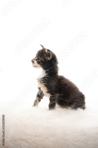 studio portrait of a tiny cute 5 week old maine coon kitten with mustache looking to the side isolated on white background