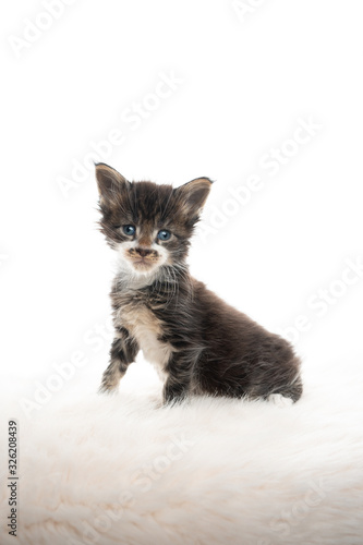 Fototapeta Naklejka Na Ścianę i Meble -  studio portrait of a tiny cute 5 week old maine coon kitten with mustache sitting  on  fake fur looking at camera isolated on white background