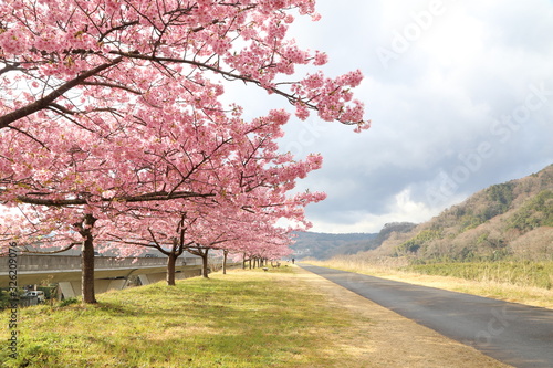 Cerasus lannesiana 'Kawazu-zakura' photo