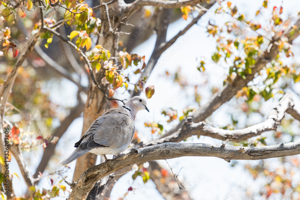 Obraz premium White dove perched on a tree branch with green leaves on a white background