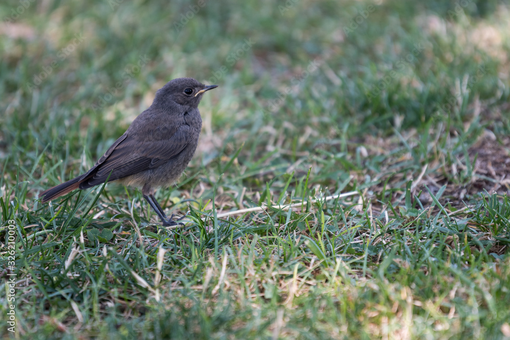 A red-haired bird perched on the grass of a football field inside the city A red-haired bird perched on the grass of a football field inside the city
