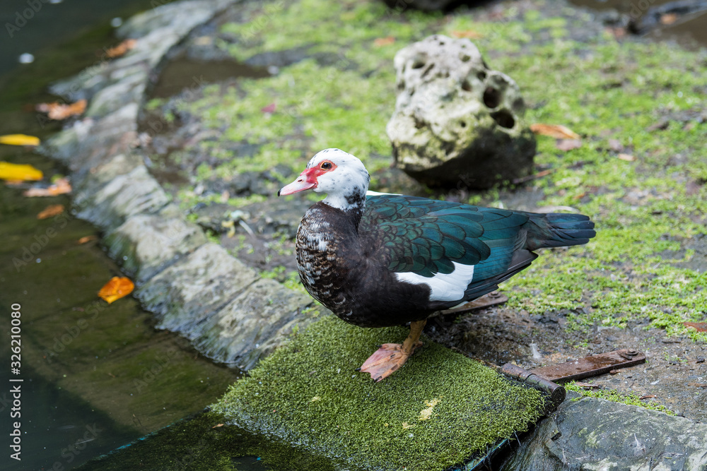 Fototapeta premium A bird called muscovy duck is inside a small pond in a park in the middle of the city
