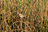 Yellow reed warbler perched on the grass of a city park pond