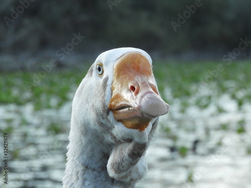 sguardo gelido