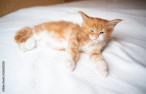 cute sleepy 5 week old ginger maine coon kitten lying on white blanket relaxing