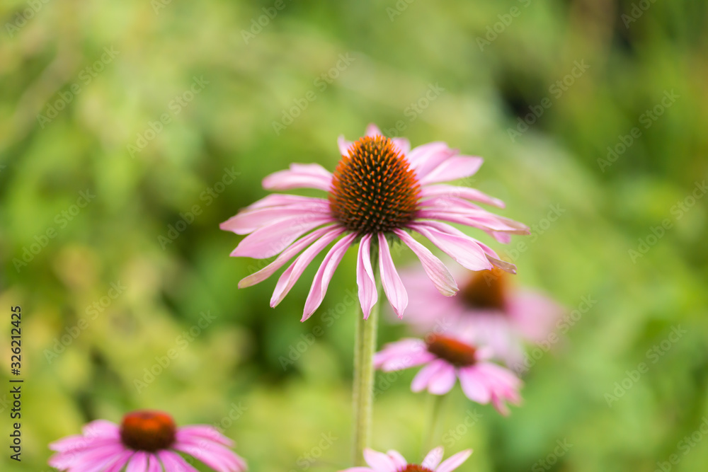 Fototapeta premium pink flower in the garden
