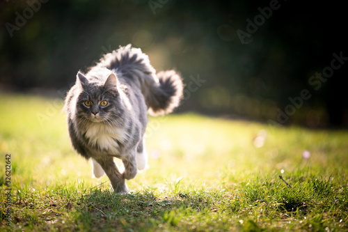 blue tabby maine coon cat with fluffy tail running on lawn in sunlight