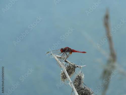 drago