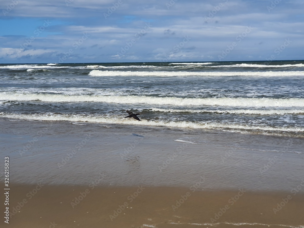 pássaros na beira mar praia