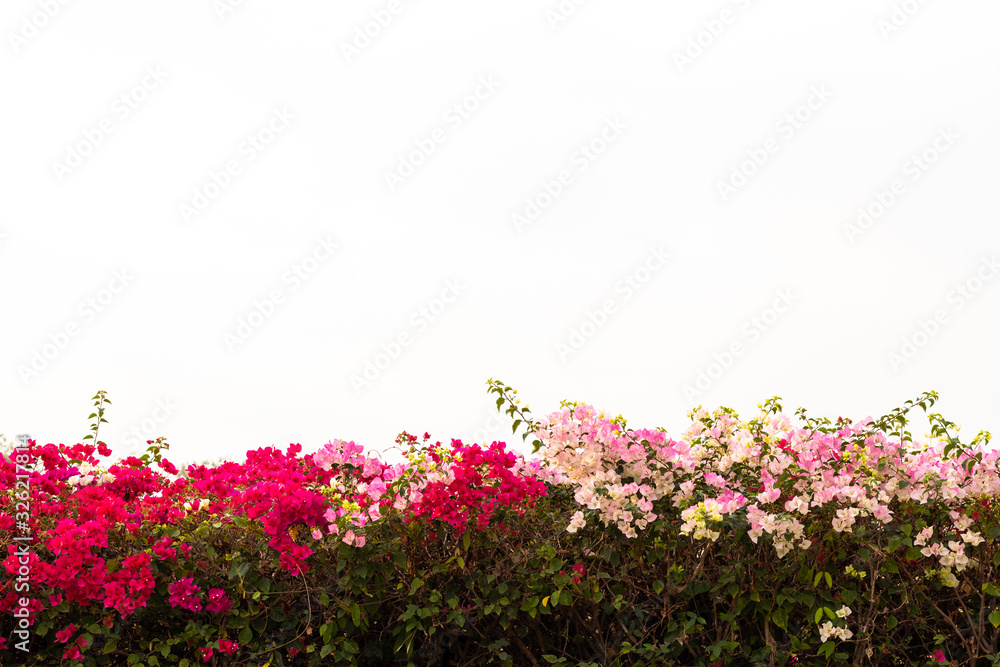 Isolated with beautiful bougainvillea flowers.