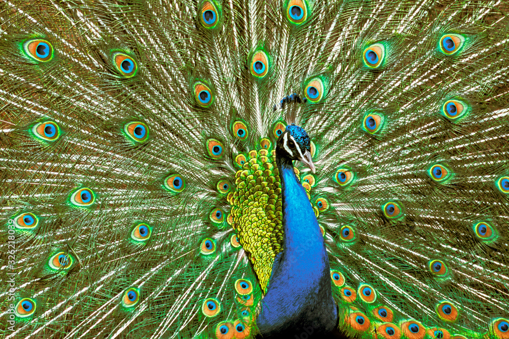 Obraz premium peacock with feathers out