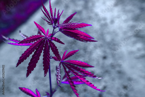  marijuana  background. bush cannabis. © Lumppini