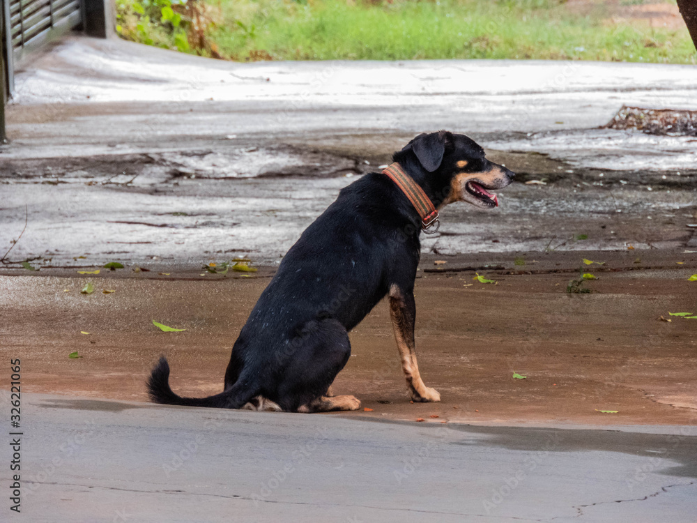capturing the moment when a dog is waiting for its owner capturing the moment when a dog is waiting for its owner