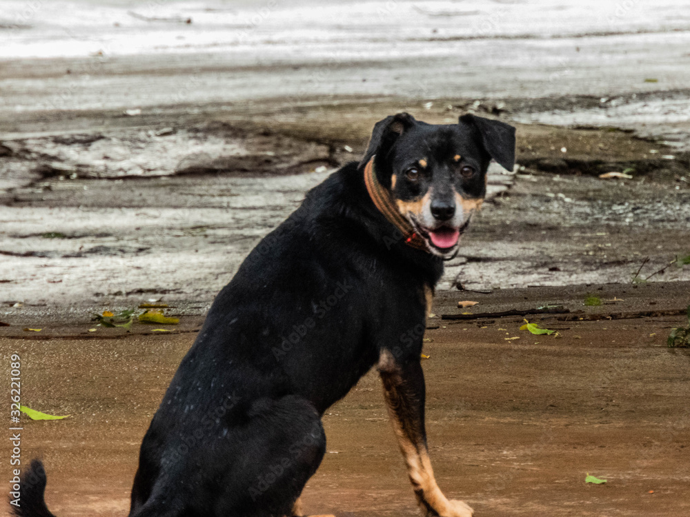 capturing the moment when a dog is waiting for its owner capturing the moment when a dog is waiting for its owner