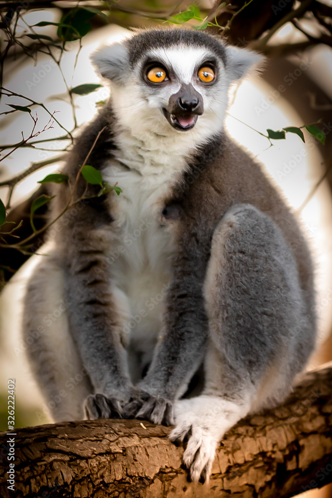 Fototapeta premium Madagascar Lemurs, big eyes for the camera