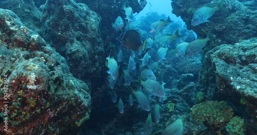 Reef fish from Revillagigedo archipelago. Mexico. Reef fish from Revillagigedo archipelago. Mexico.