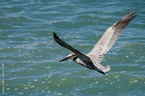 Pelican in flight over a Puerto Vallarta sea.