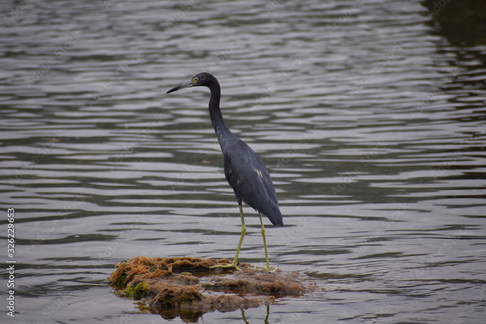 Fototapeta premium black bird on a rock