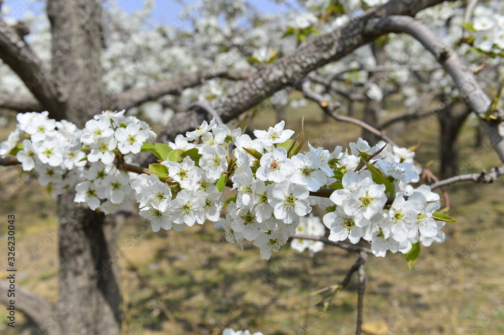Obraz premium Pear flower in full bloom in spring