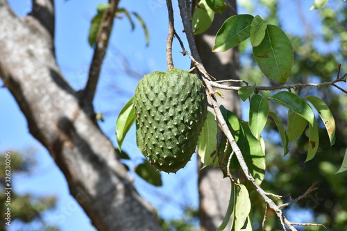 green soursop fruit on tree
