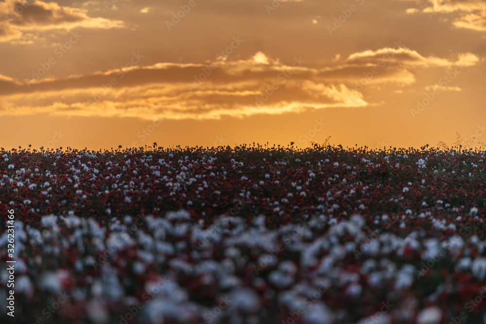 Obraz premium Beautiful poppy field at sunset