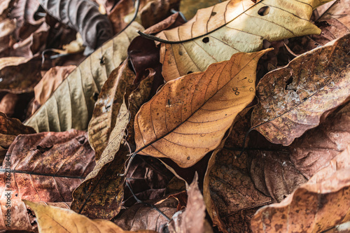 Dry autumn leaves falling down and pile up on floor