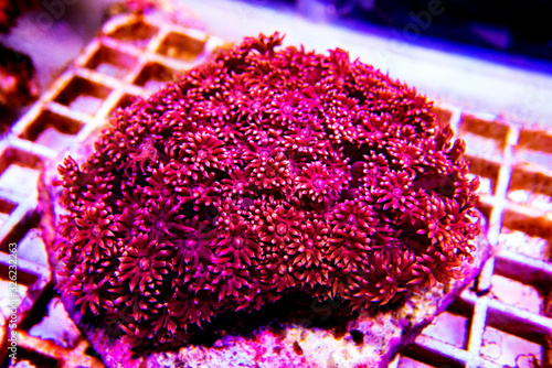 Red Flower Pot LPS Coral - (Goniopora sp.)