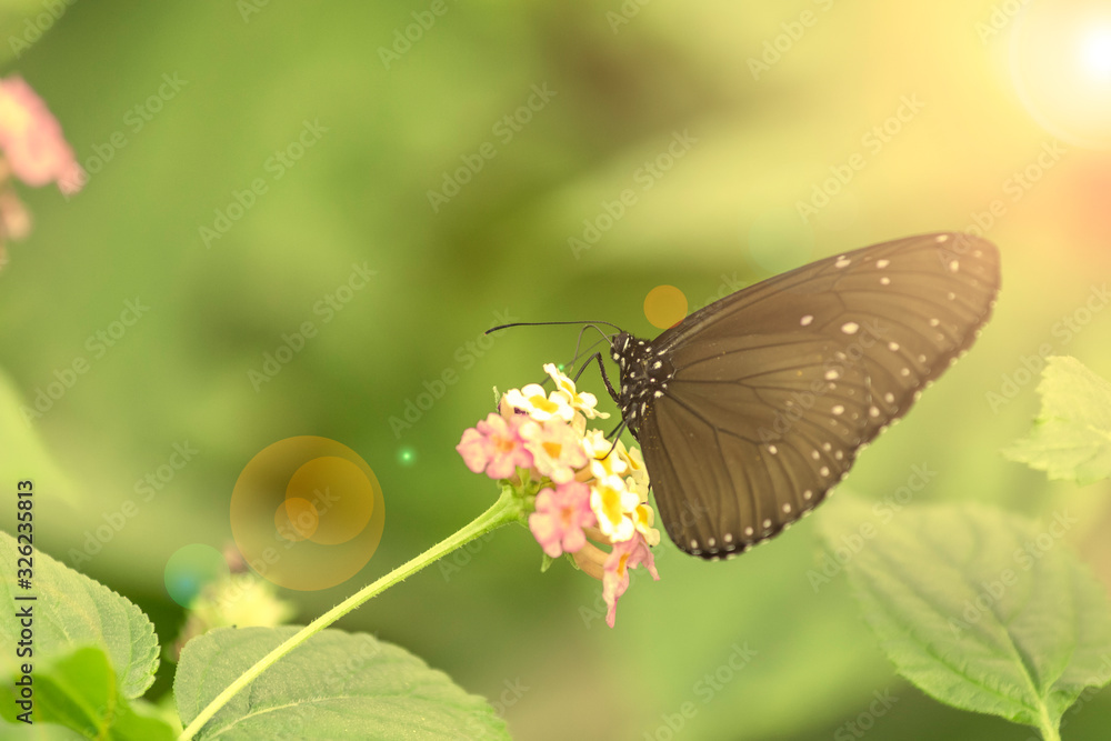 Obraz premium ツマムラサキマダラ