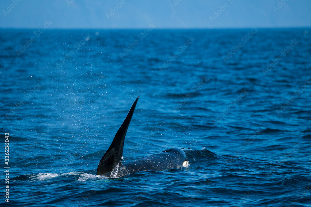 Obraz premium 北海道 羅臼の海を泳ぐシャチ