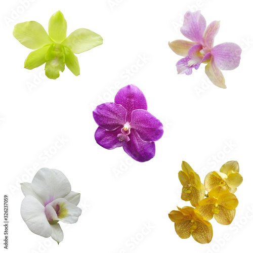 Full bloom orchids set isolated on white background