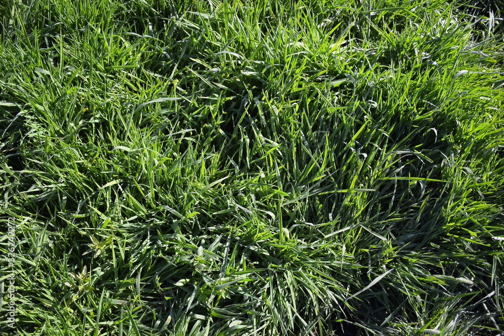 Obraz premium Background of the greenery on the grass, on which the dew drops shining