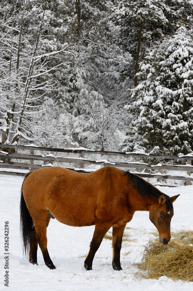 Bay quarter horse in a paddock feeding on hay in the winter beside a snow covered forest Bay quarter horse in a paddock feeding on hay in the winter beside a snow covered forest