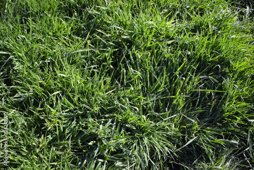Background of the greenery on the grass, on which the dew drops shining