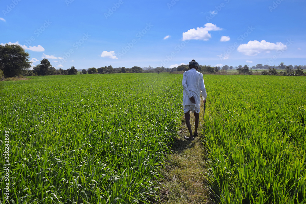 Elder farmers Indian farmers inspecting their wheat-laden fields. Beautiful blue sky in the background.