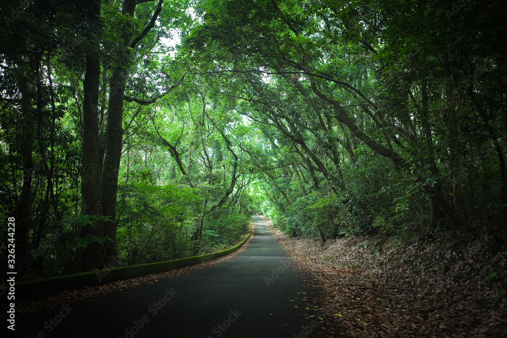 Naklejka premium 山中のサイクリングロード