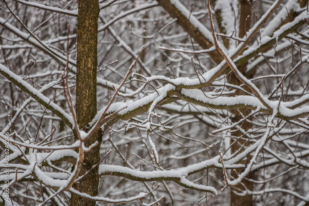 Obraz premium Tree branches covered in fresh snow