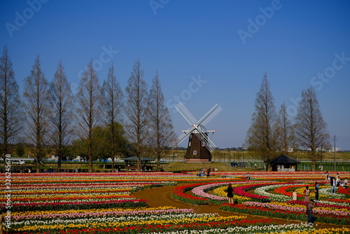 春 チューリップ畑 風車 日本 柏 あけぼの山農業公園 千葉 spring 春